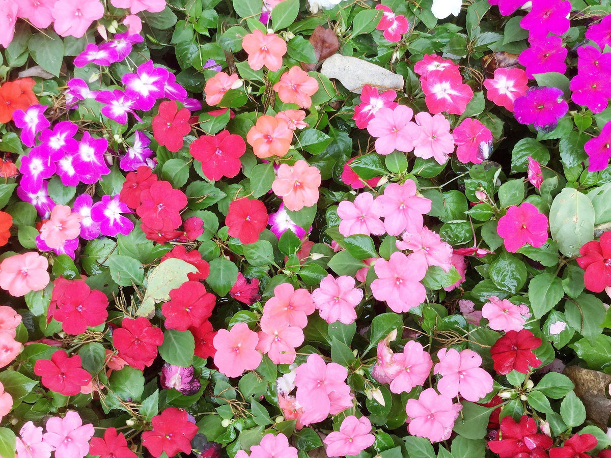 50 COLORES MIXTOS IMPATIENS Walleriana enana Sol o sombra completa Semillas de flores rojas, blancas, rosas, carmín, escarlata y naranjas