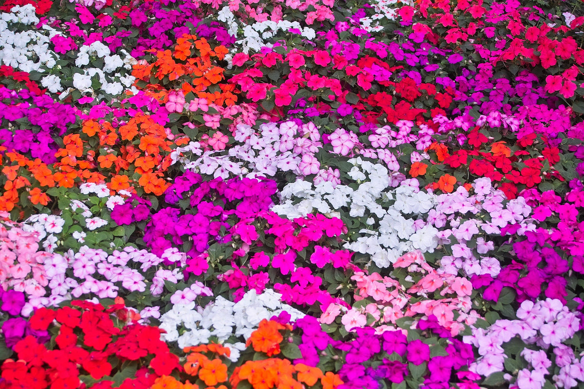 50 COLORES MIXTOS IMPATIENS Walleriana enana Sol o sombra completa Semillas de flores rojas, blancas, rosas, carmín, escarlata y naranjas