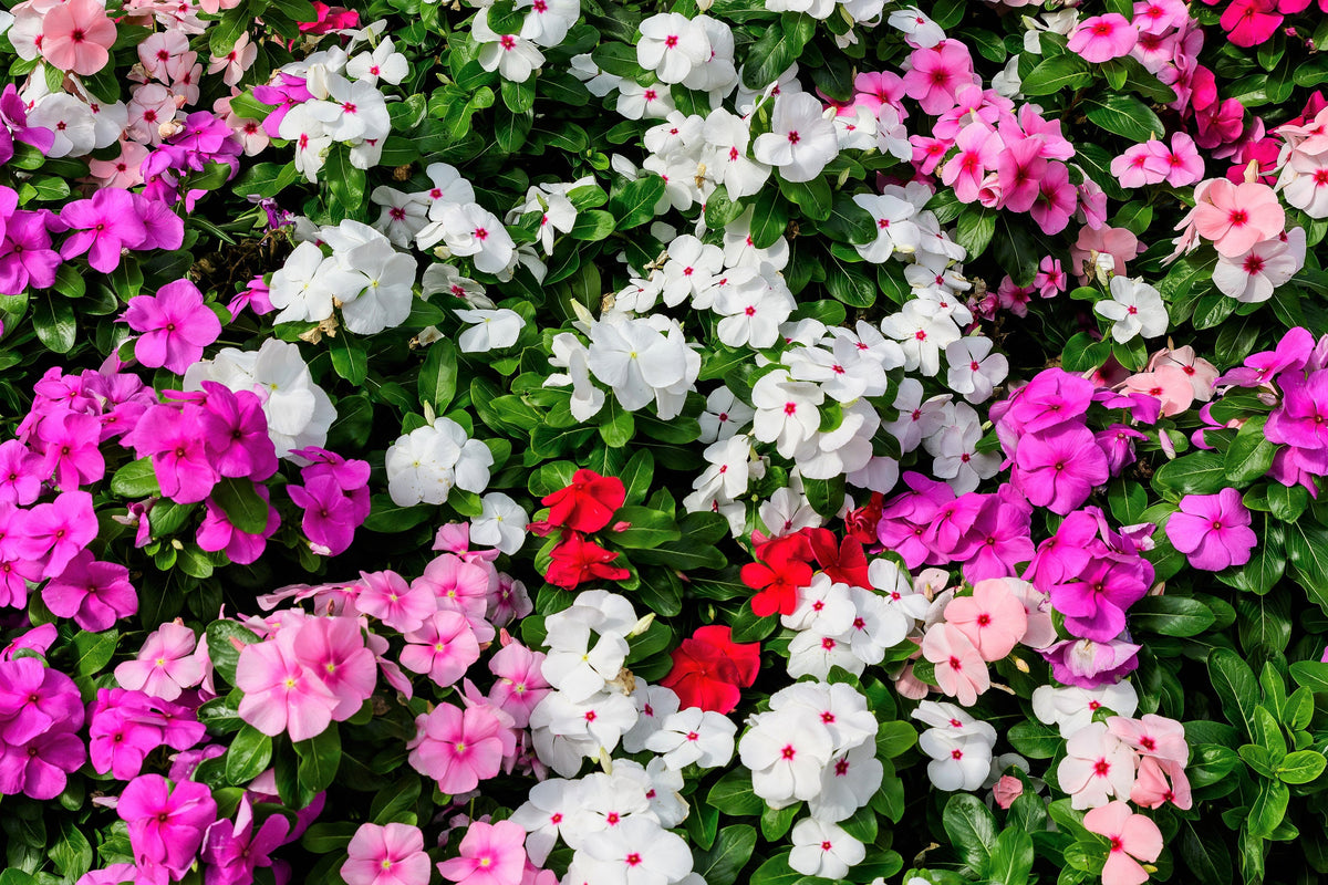 50 COLORES MIXTOS IMPATIENS Walleriana enana Sol o sombra completa Semillas de flores rojas, blancas, rosas, carmín, escarlata y naranjas