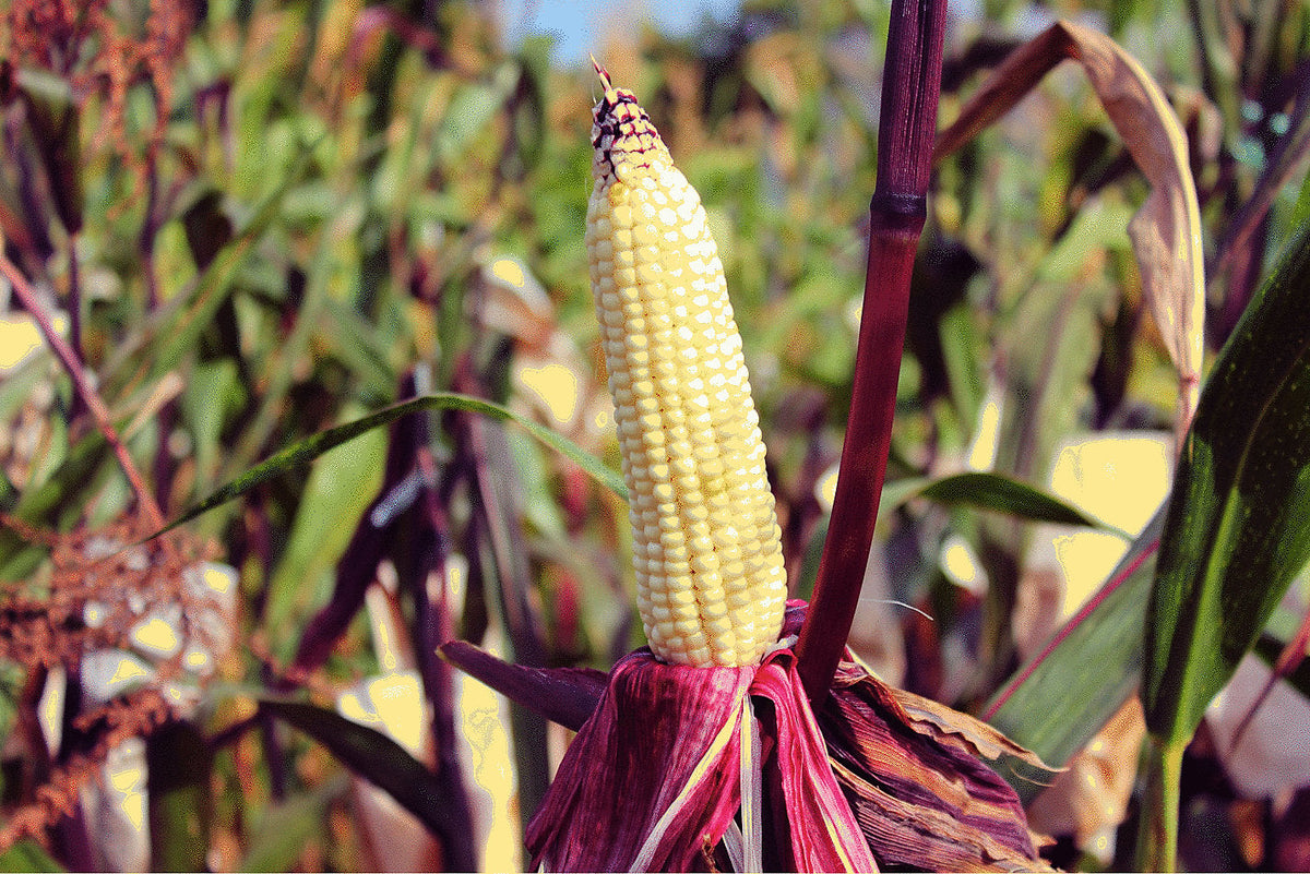 50 KANDY KORN CORN Maíz amarillo dulce Cáscara roja HSE Semillas de hortalizas Zea Mays