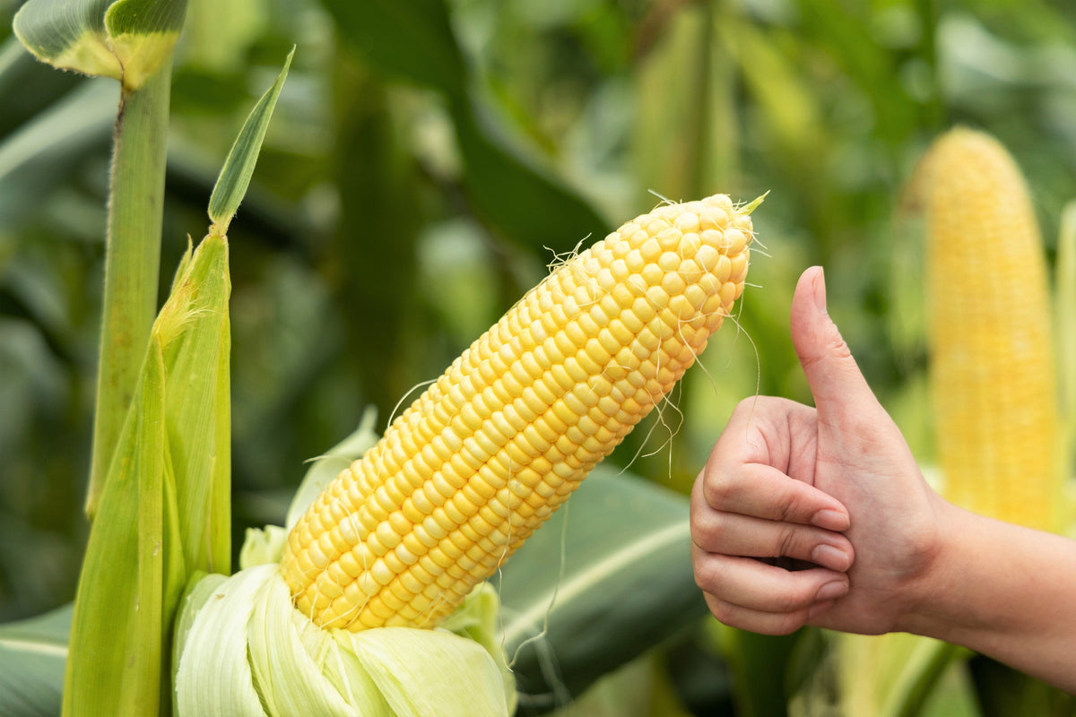 50 semillas de maíz Honey Select, amarillo dulce SE Sh2 Zea Mays