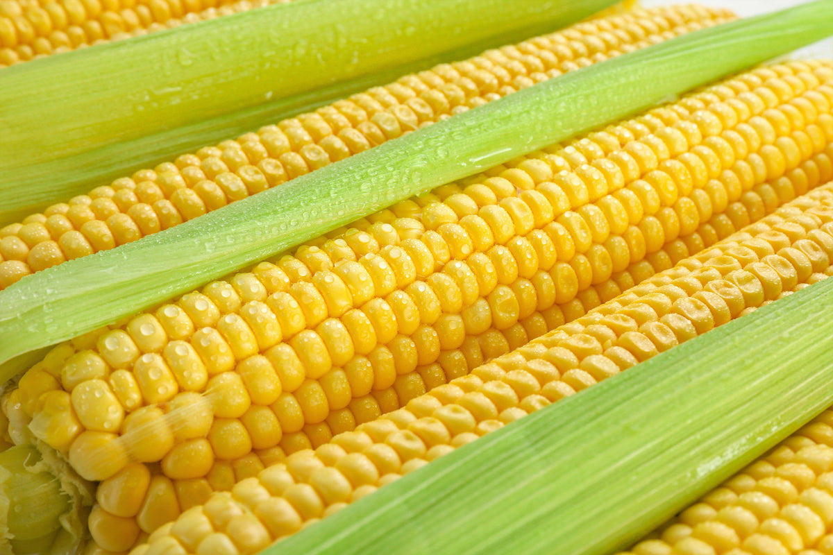 50 semillas de maíz Honey Select, amarillo dulce SE Sh2 Zea Mays