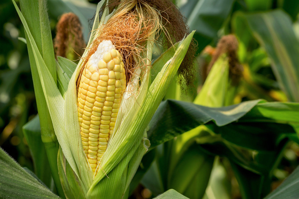 50 semillas de maíz Honey Select, amarillo dulce SE Sh2 Zea Mays