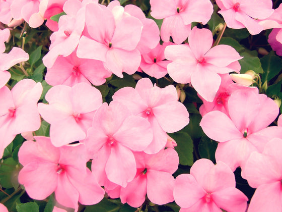 50 semillas de flores de IMPATIENS ENANAS ROSAS Walleriana, para sol o sombra total