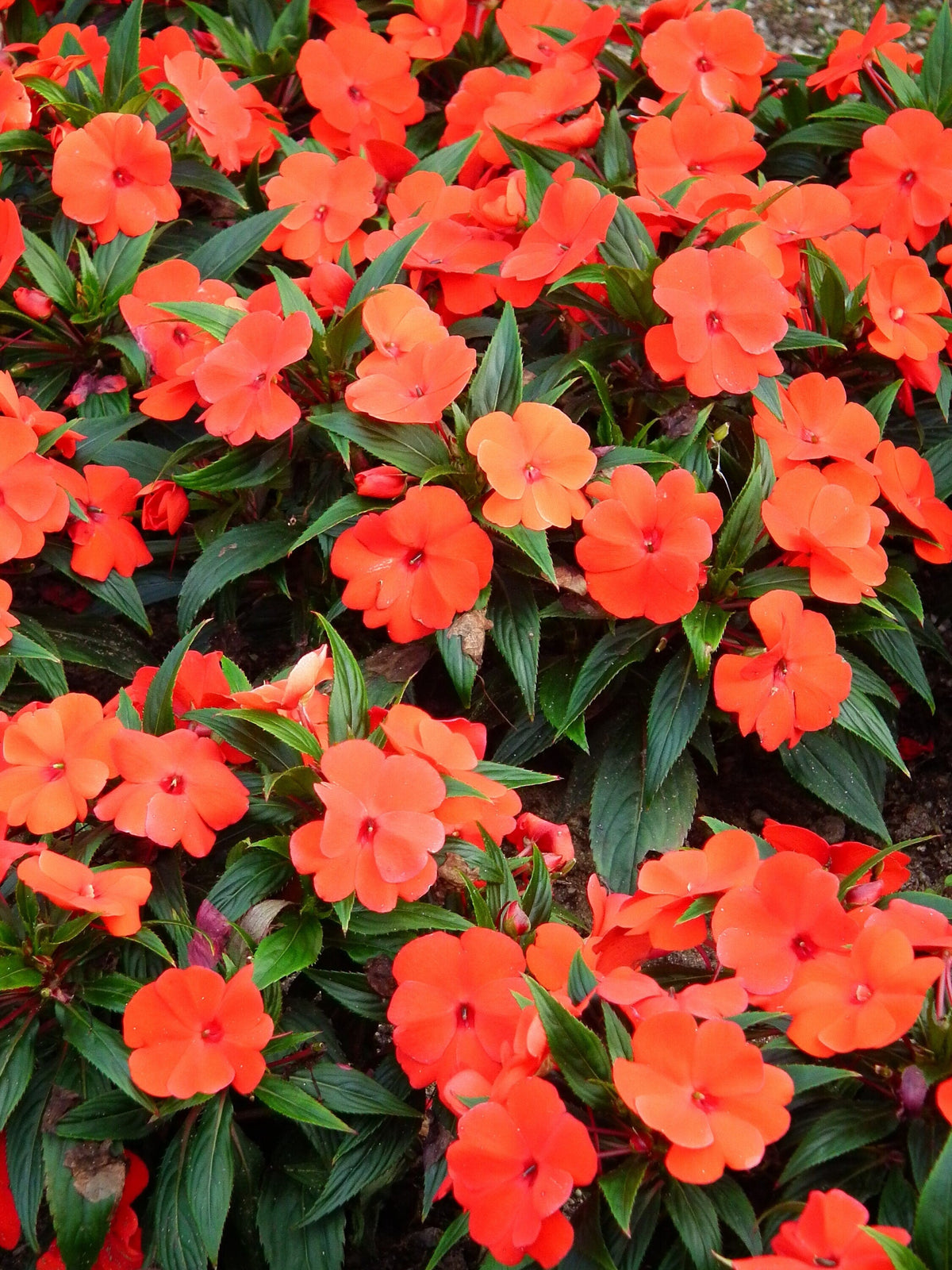 50 semillas de flores de IMPATIENS ENANAS de color naranja Walleriana, que pueden florecer al sol o a plena sombra.