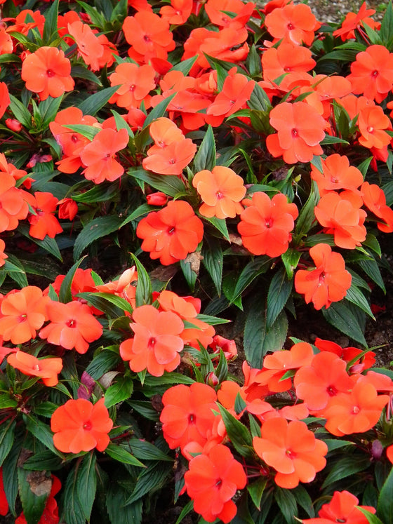 50 semillas de flores de IMPATIENS ENANAS de color naranja Walleriana, que pueden florecer al sol o a plena sombra.