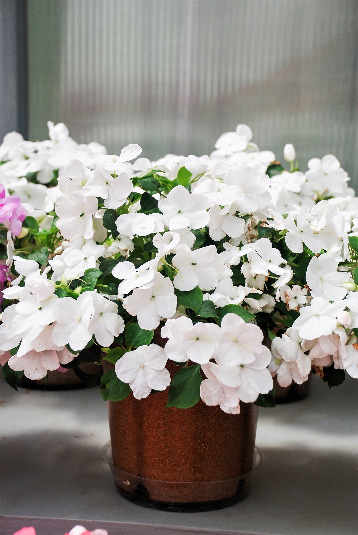 50 semillas de flores de IMPATIENS BLANCAS ENANAS Walleriana, para sol o sombra total