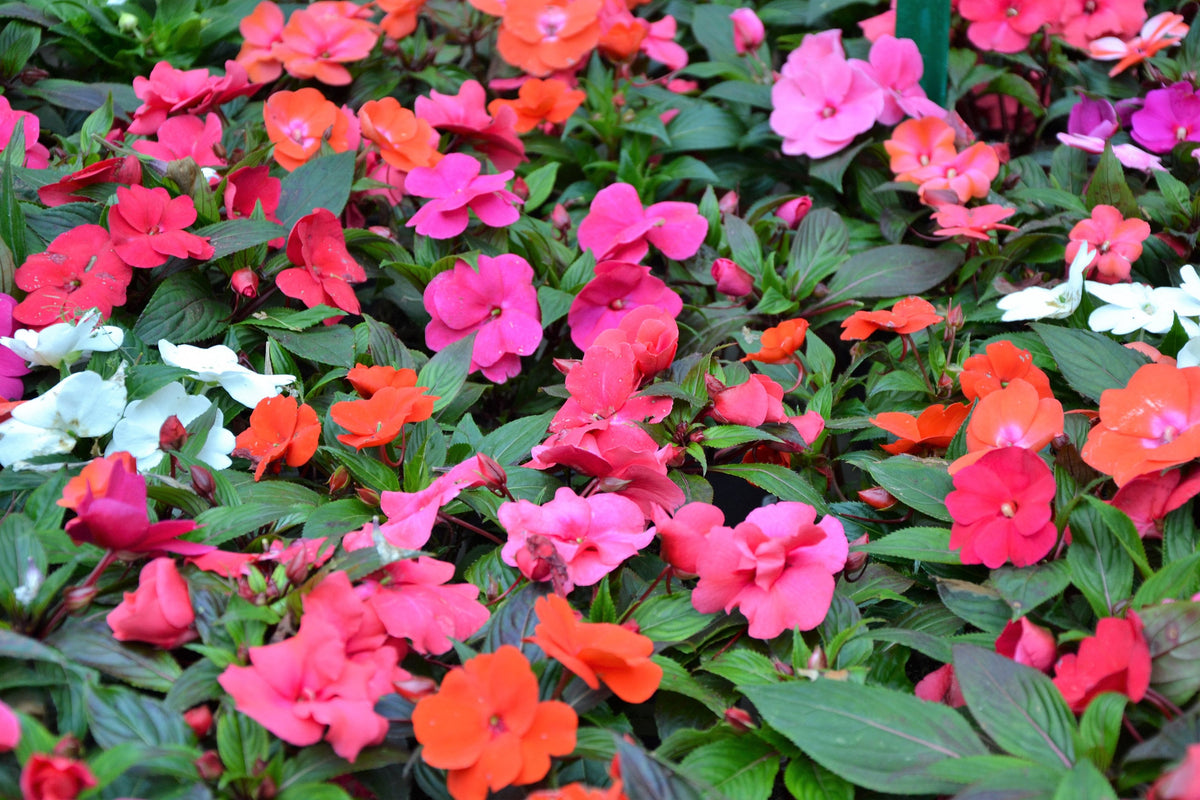 50 COLORES MIXTOS IMPATIENS Walleriana enana Sol o sombra completa Semillas de flores rojas, blancas, rosas, carmín, escarlata y naranjas