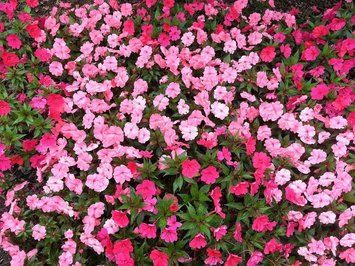 50 COLORES MIXTOS IMPATIENS Walleriana enana Sol o sombra completa Semillas de flores rojas, blancas, rosas, carmín, escarlata y naranjas