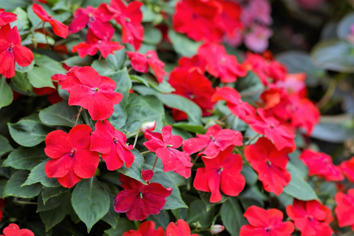 50 COLORES MIXTOS IMPATIENS Walleriana enana Sol o sombra completa Semillas de flores rojas, blancas, rosas, carmín, escarlata y naranjas