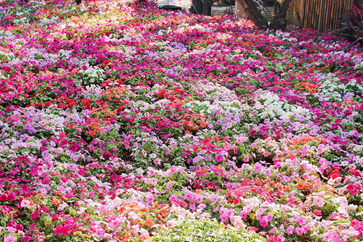 50 COLORES MIXTOS IMPATIENS Walleriana enana Sol o sombra completa Semillas de flores rojas, blancas, rosas, carmín, escarlata y naranjas