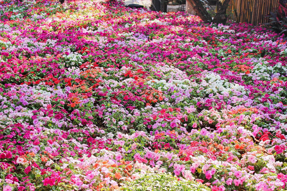 50 COLORES MIXTOS IMPATIENS Walleriana enana Sol o sombra completa Semillas de flores rojas, blancas, rosas, carmín, escarlata y naranjas