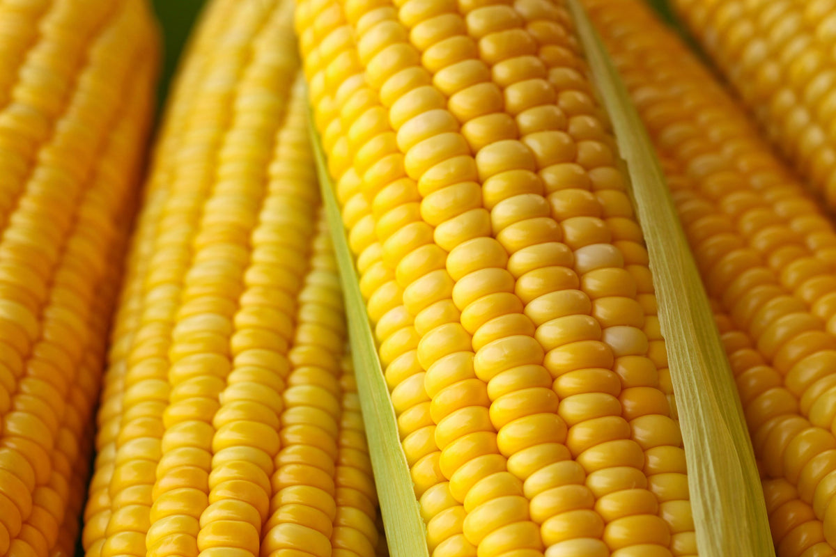 50 semillas de maíz Honey Select, amarillo dulce SE Sh2 Zea Mays