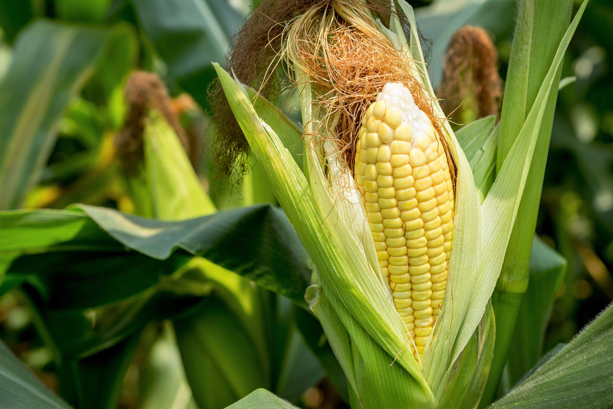 50 SUGAR BUNS CORN Sweet S.E. Yellow Zea Mays Vegetable Seeds