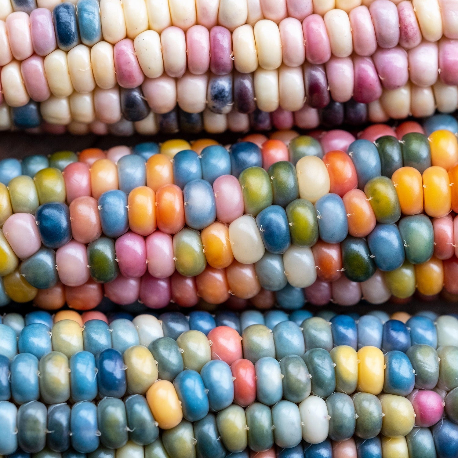 30 semillas de maíz de gema de vidrio, colores mixtos, ornamentales, comestibles, Zea Mays, vegetales tradicionales