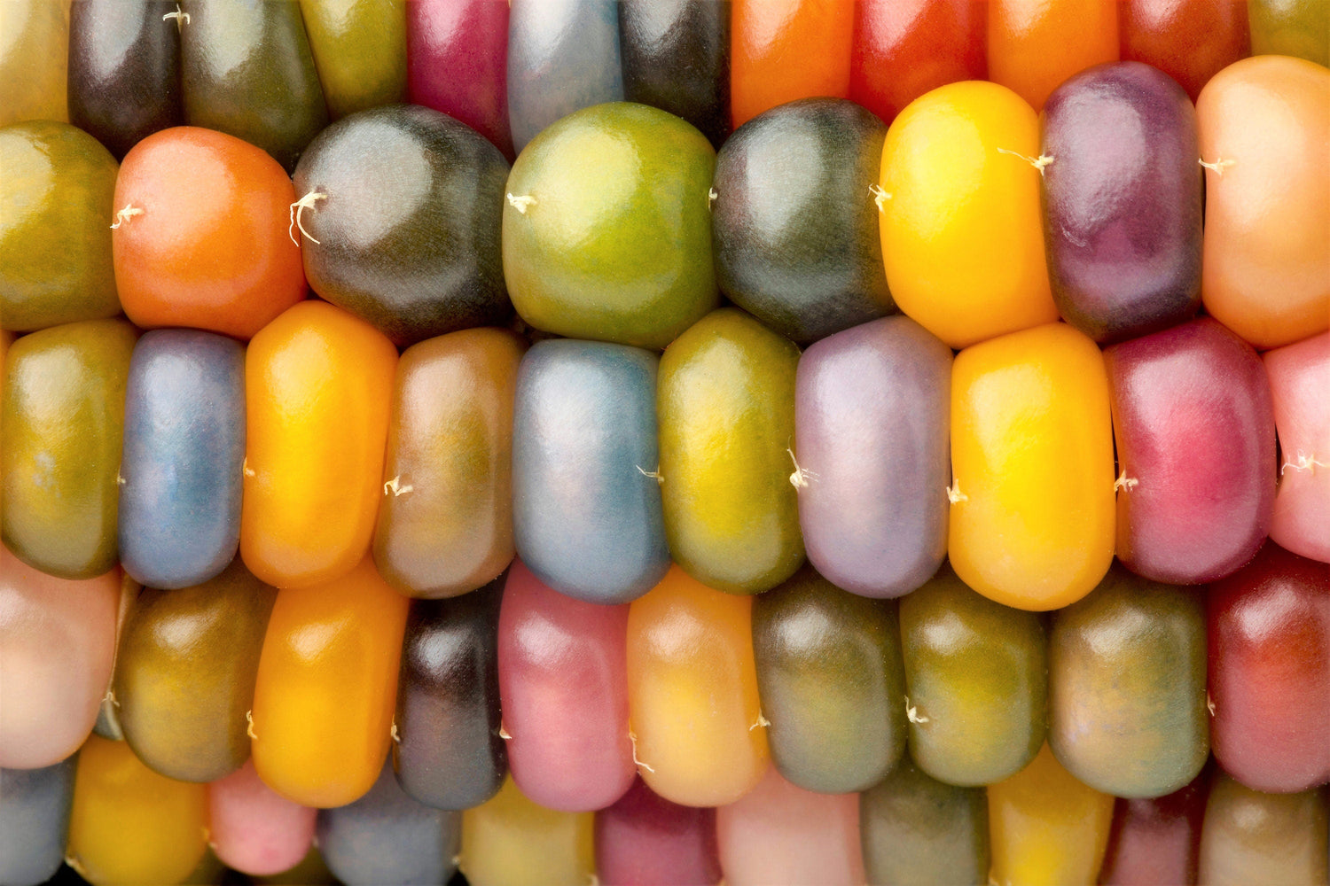 30 semillas de maíz de gema de vidrio, colores mixtos, ornamentales, comestibles, Zea Mays, vegetales tradicionales