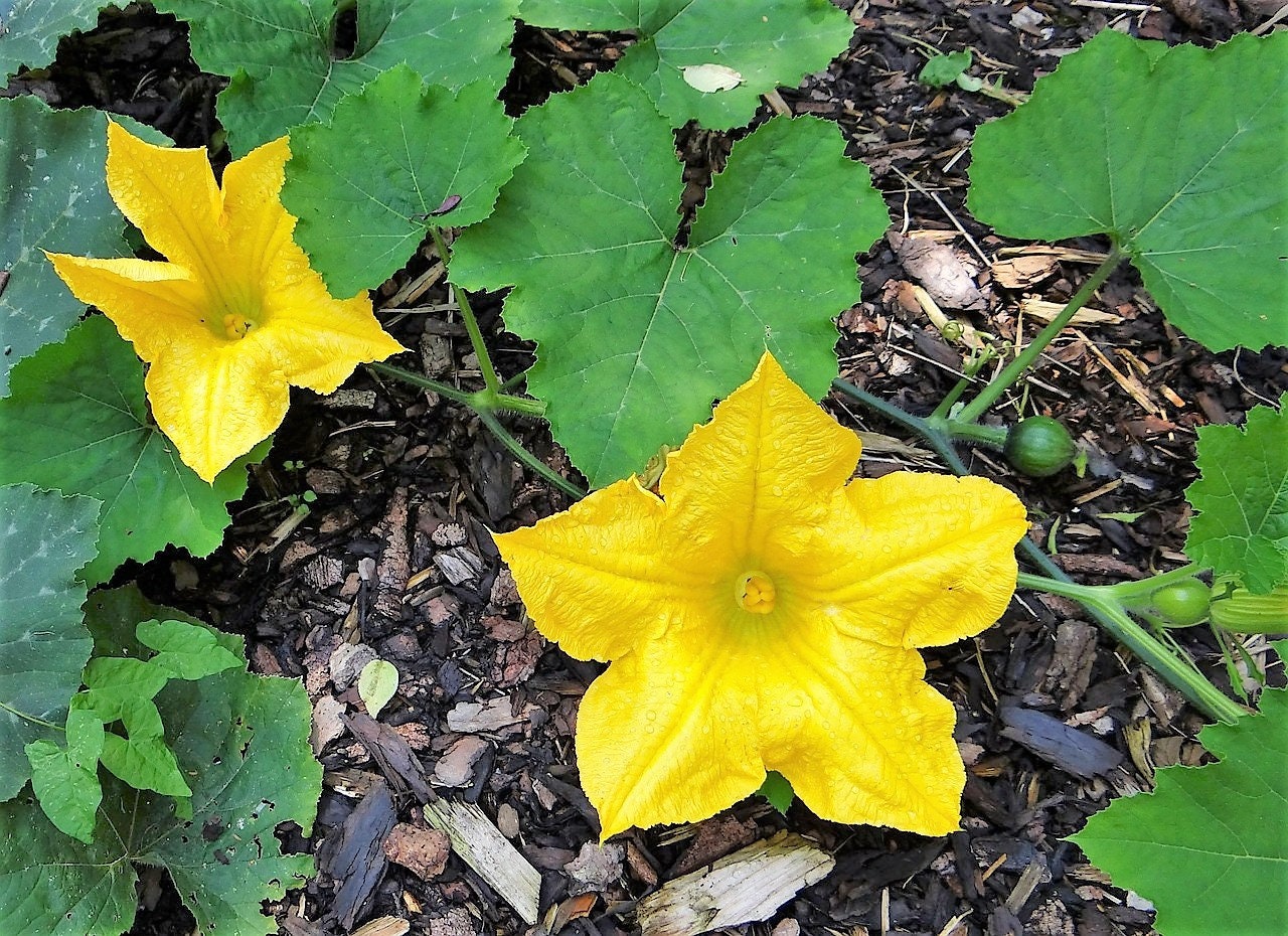 25 semillas pequeñas de calabaza manzana Cucurbita Pepo, calabaza ornamental