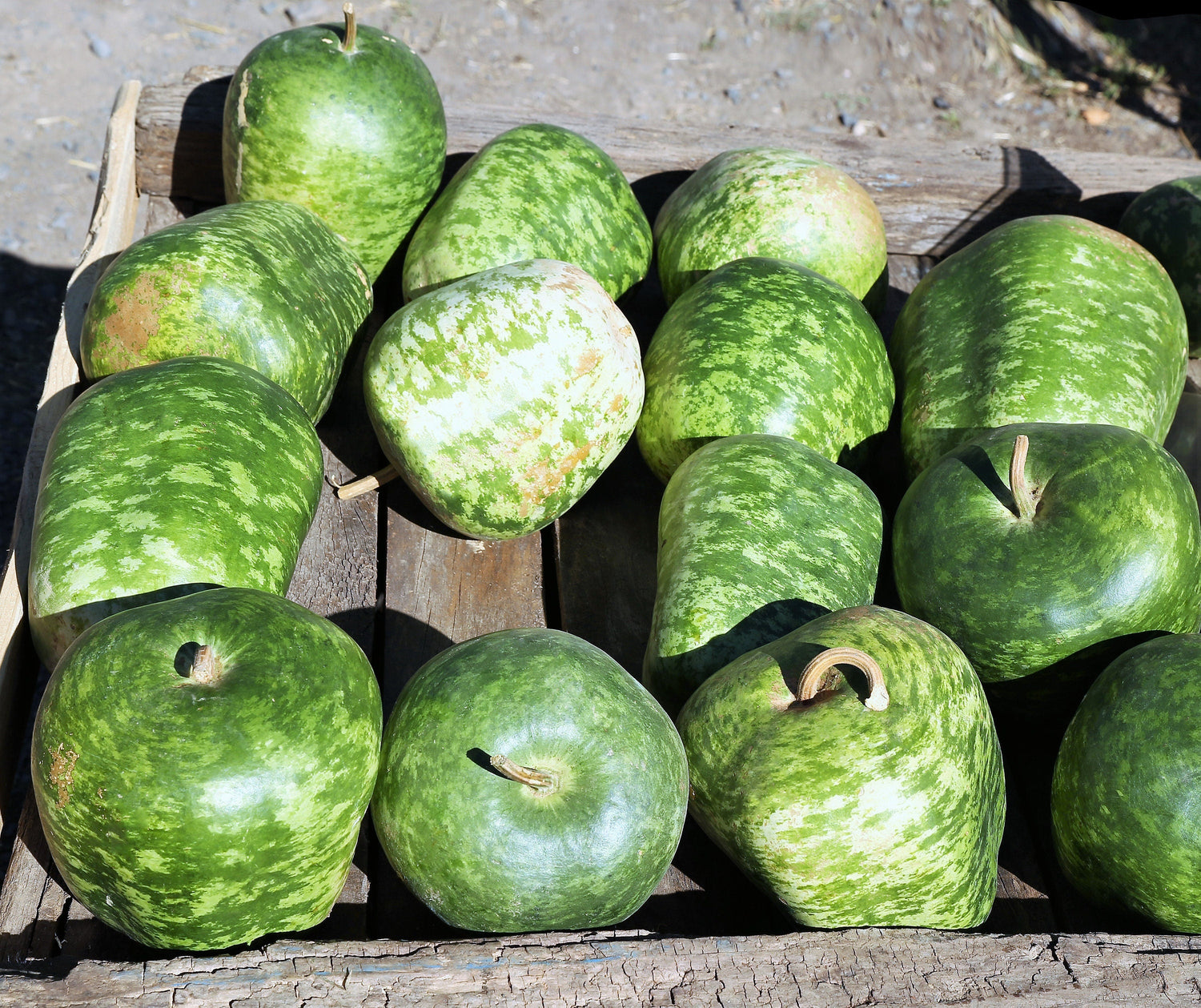 25 semillas pequeñas de calabaza manzana Cucurbita Pepo, calabaza ornamental