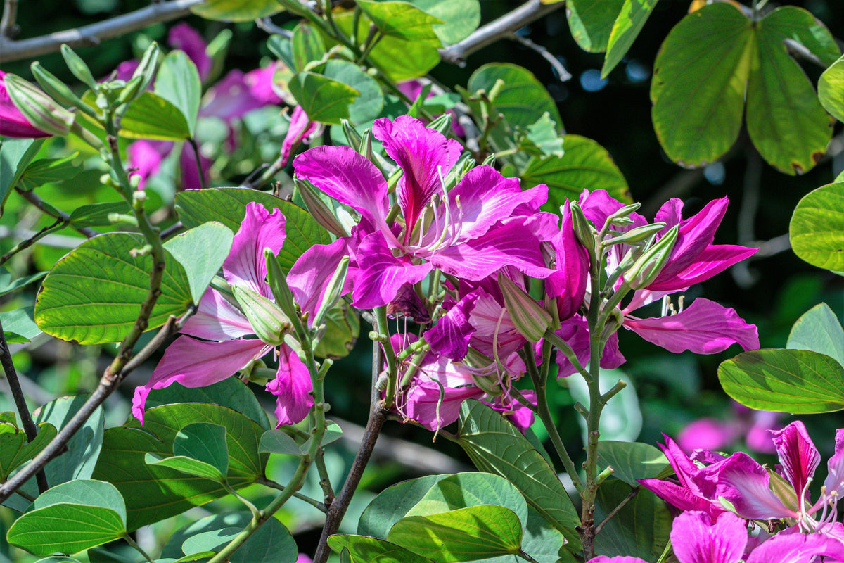 10 PURPLE ORCHID TREE Bauhinia Purpurea Camel's Foot Butterfly Flower Tree Hummingbird Seeds