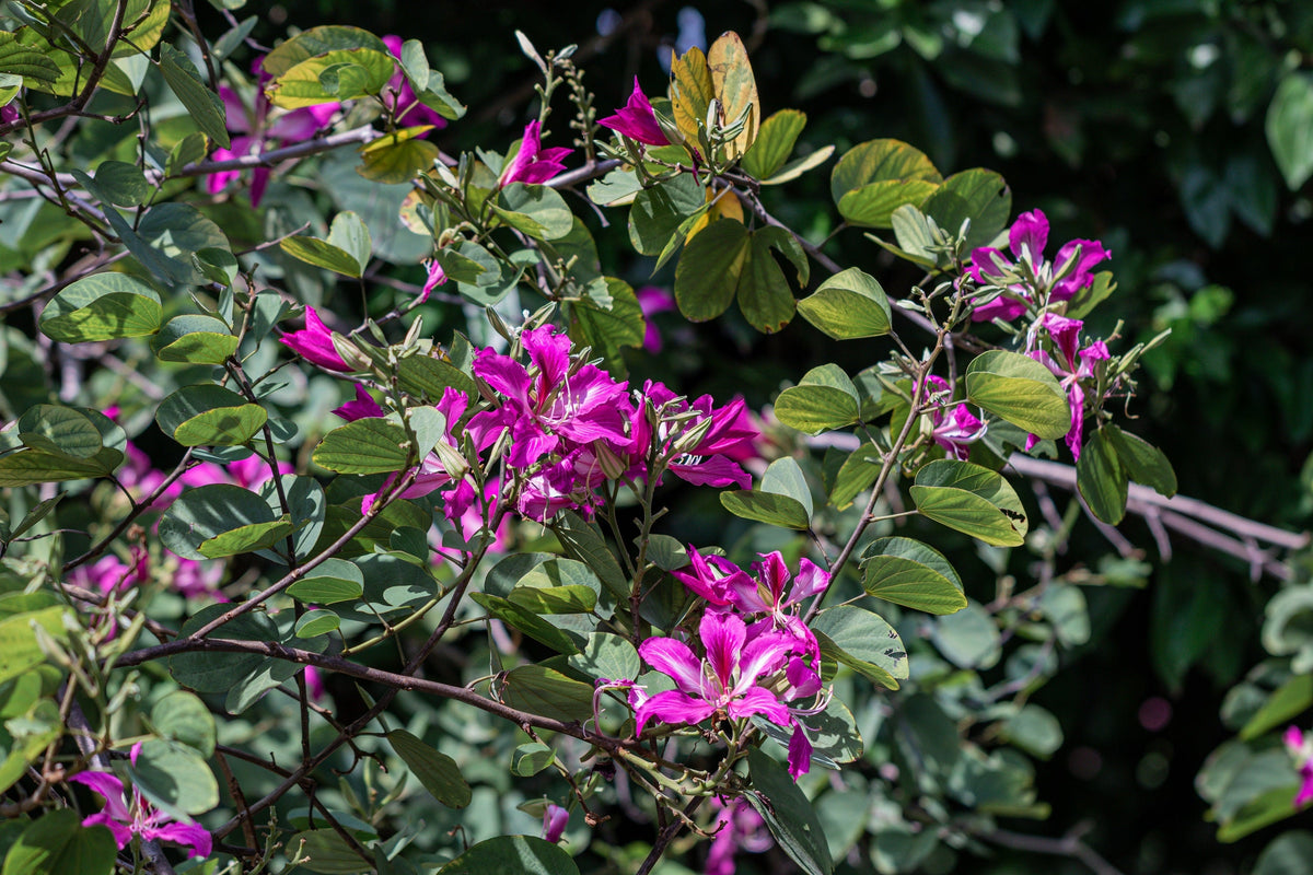 10 PURPLE ORCHID TREE Bauhinia Purpurea Camel's Foot Butterfly Flower Tree Hummingbird Seeds