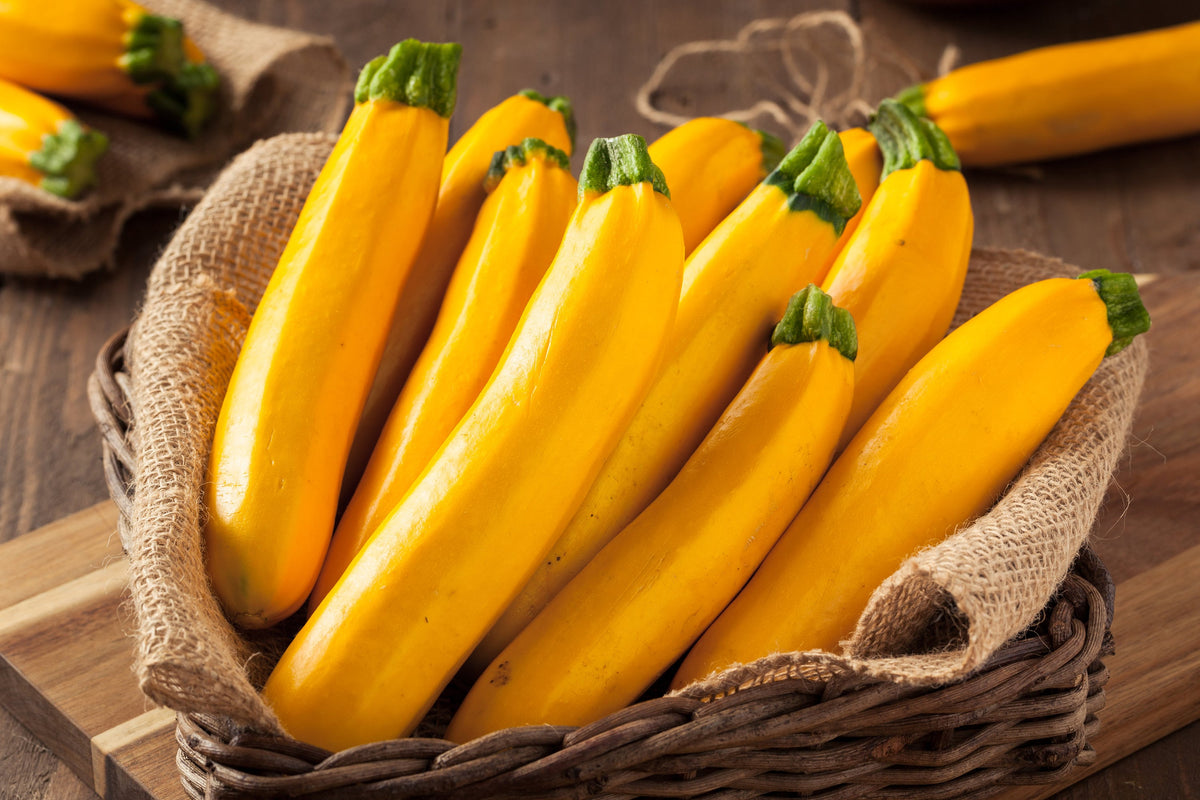 50 Calabacines Dorados Calabaza Heirloom de Verano Cucurbita Pepo Semillas de Hortalizas Amarillas