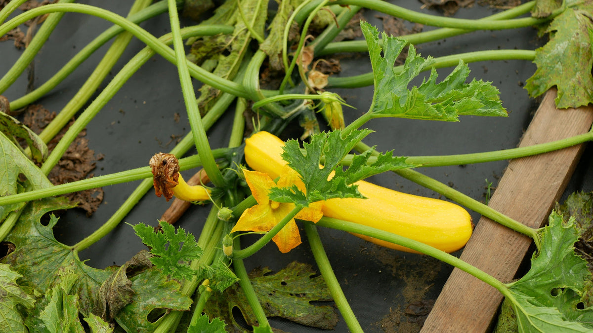 50 Calabacines Dorados Calabaza Heirloom de Verano Cucurbita Pepo Semillas de Hortalizas Amarillas