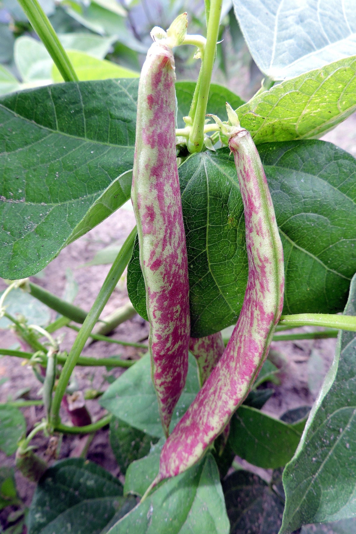 50 Semillas de Lengua de Dragón (Phaseolus Vulgaris), Frijoles de Cera, Amarillos y Morados