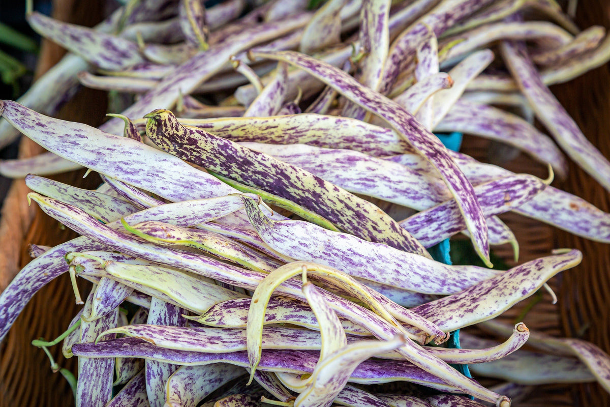 50 Semillas de Lengua de Dragón (Phaseolus Vulgaris), Frijoles de Cera, Amarillos y Morados