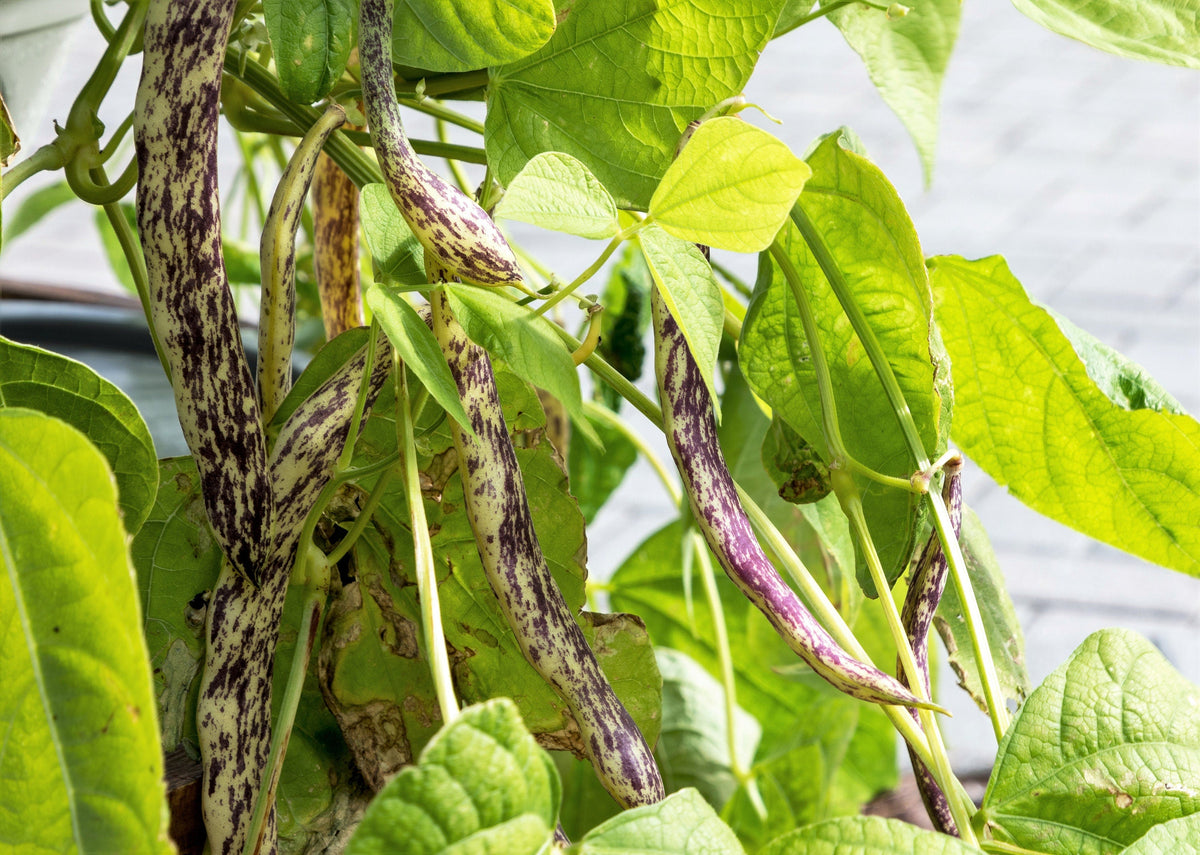50 Semillas de Lengua de Dragón (Phaseolus Vulgaris), Frijoles de Cera, Amarillos y Morados