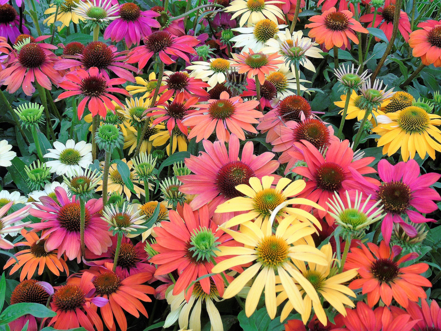 25 CHEYENNE SPIRIT CONEFLOWER Equinácea Naranja Rojo Amarillo Púrpura Rosa Blanco Semillas de flores de hierba