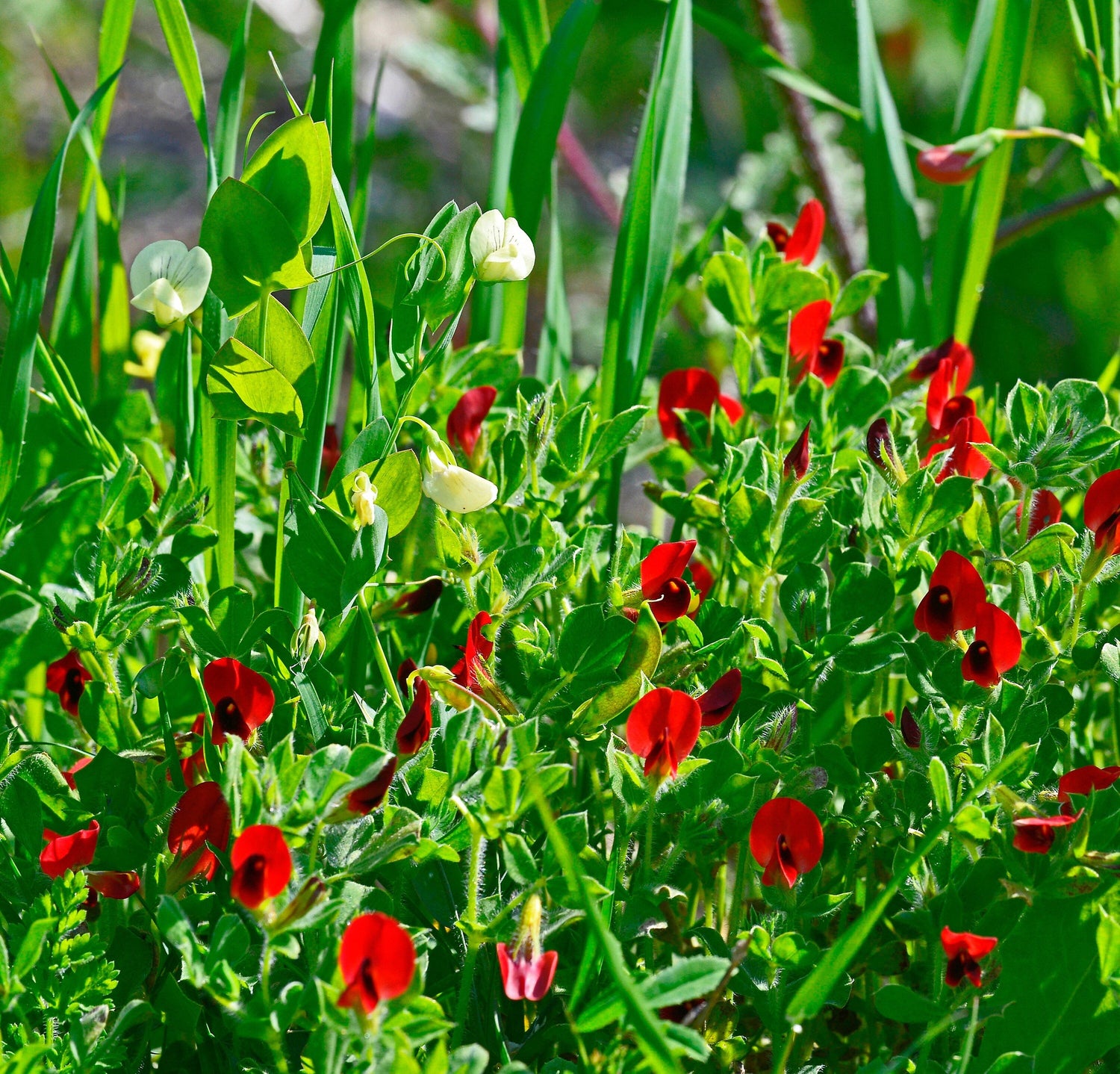 50 ESPÁRRAGOS GUISANTE Guisante Alado Lotus Tetragonolobus Flor Roja Legumbre Semillas de Hortalizas
