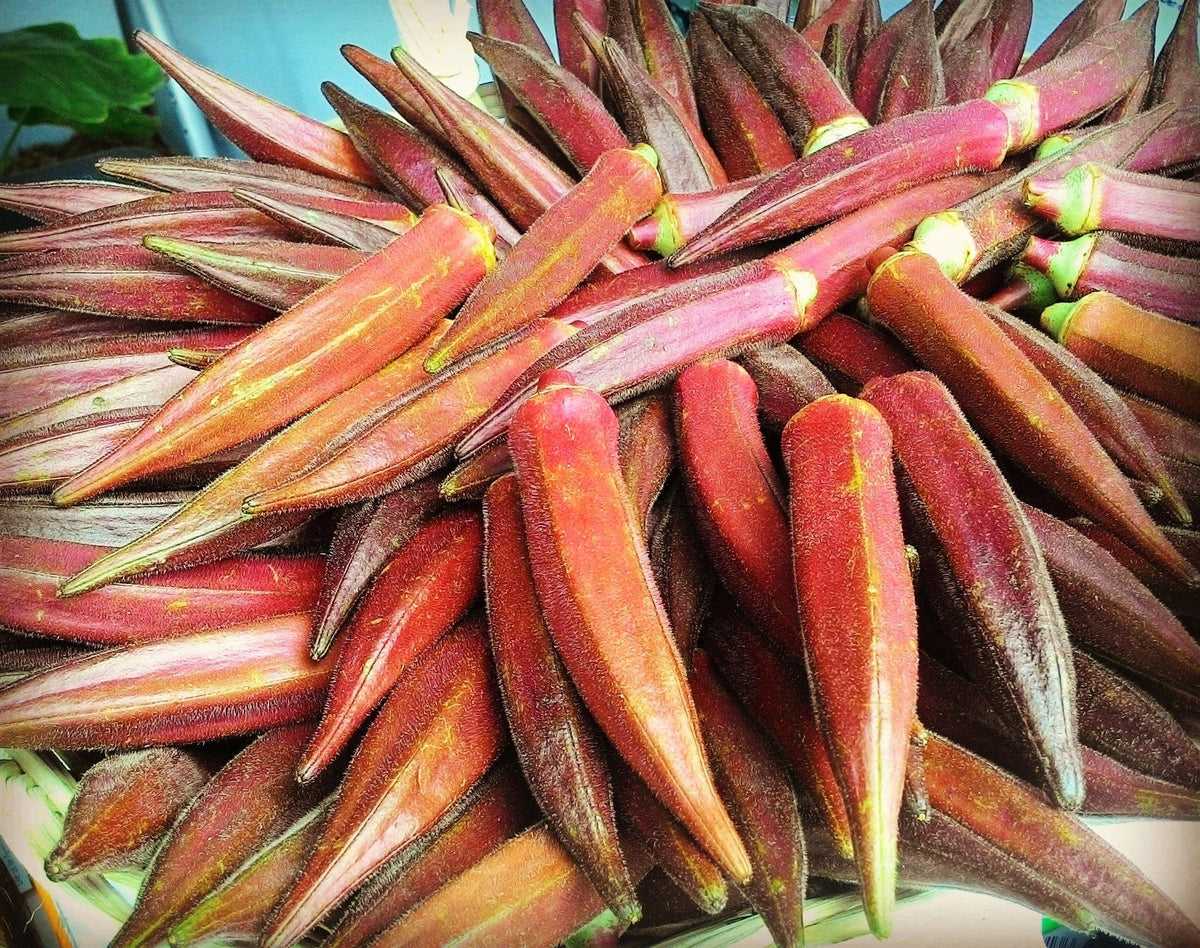 50 JING ORANGE OKRA Abelmoschus Esculentus Semillas de hortalizas de color naranja y amarillo con flores rojas