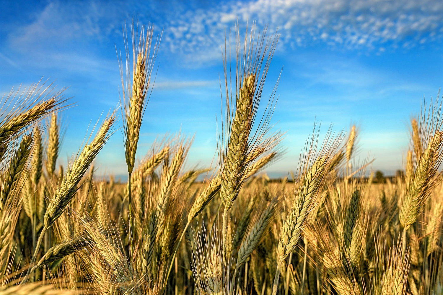 350 AROOSTOOK RYE Secale Cereale Cereal Grain Semillas de cultivo de cobertura de invierno resistentes