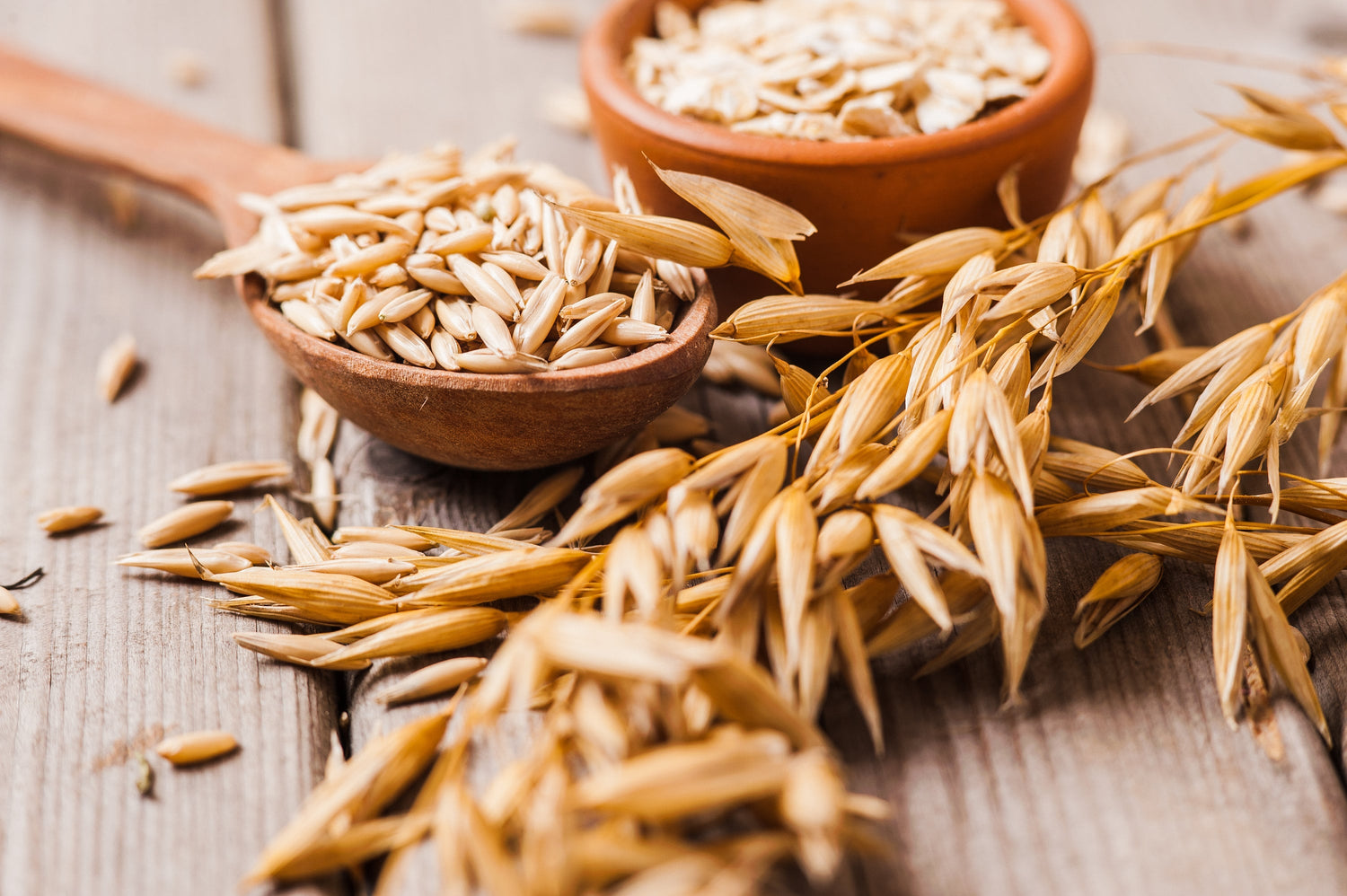 250 semillas de cereal de avena sativa certificadas ARMOR OAT