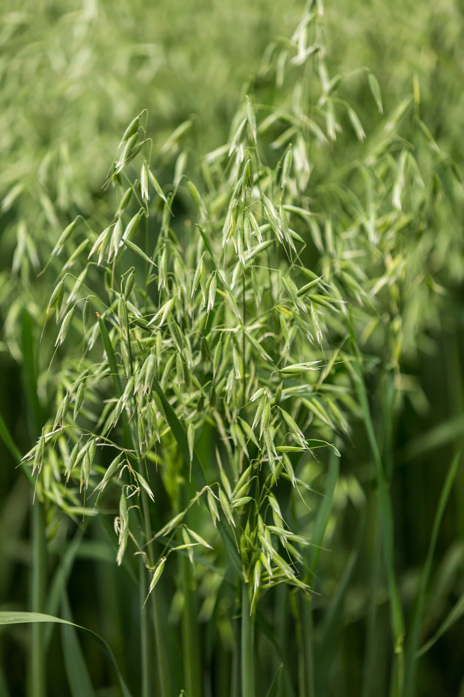 250 semillas de cereal de avena sativa certificadas ARMOR OAT