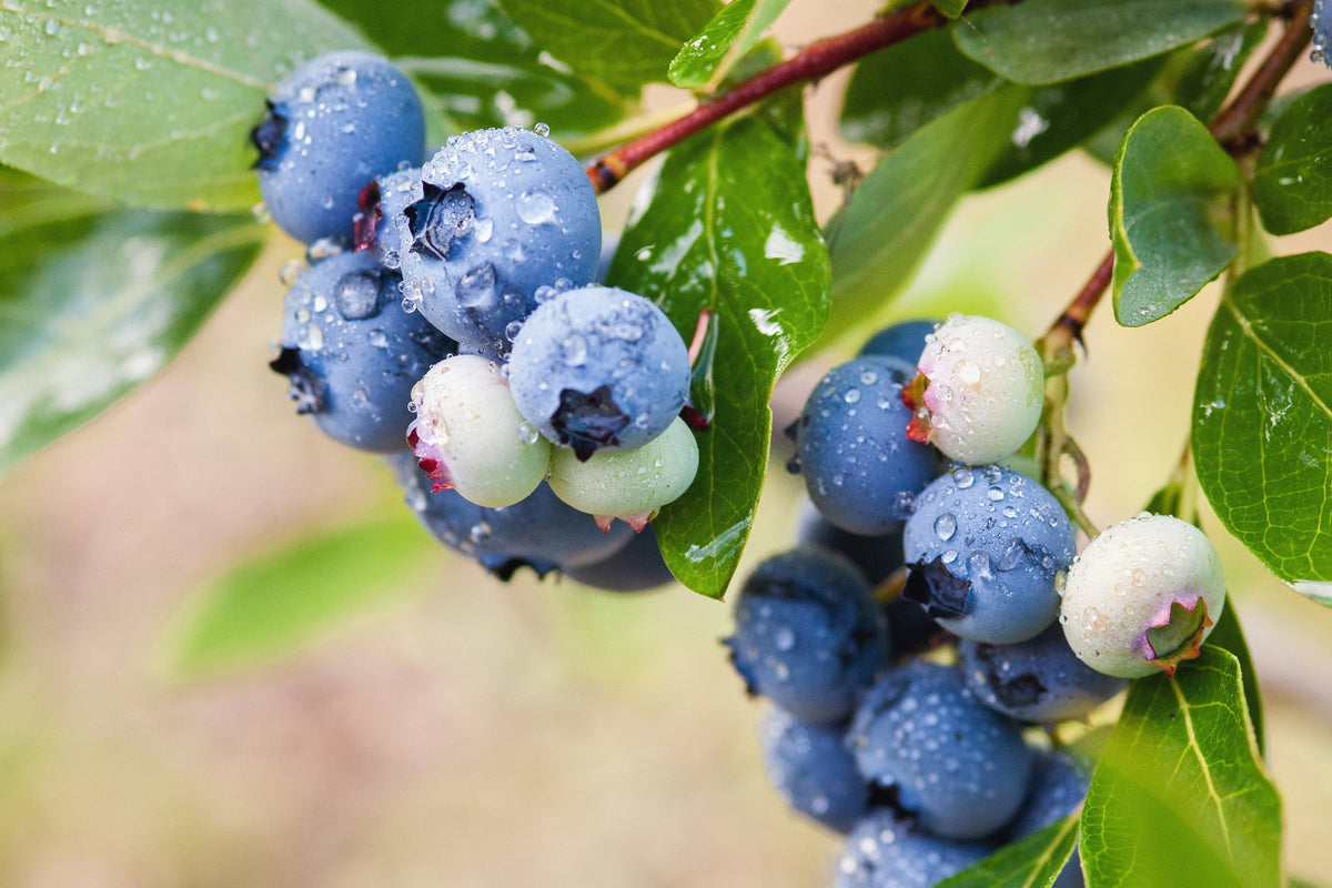 50 LOWBUSH BLUEBERRY Vaccinium Angustifolium Blue Berry Fruit Dwarf Shrub Seeds