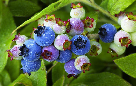 50 semillas de arándanos de arbusto bajo Vaccinium angustifolium, fruto de arándano azul, arbusto enano
