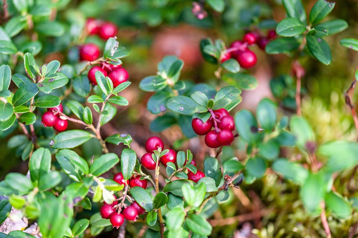 50 LINGONBERRY Mountain Cranberry Vaccinium Vitis-Idea Red Berry Edible Fruit Dwarf Evergreen Shrub Seeds