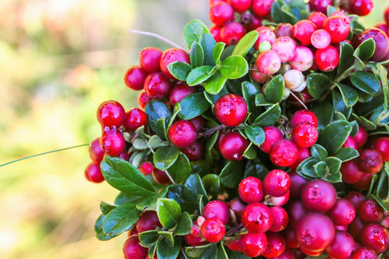 50 ARÁNDANO ROJO Arándano de montaña Vaccinium Vitis-Idea Fruto comestible de baya roja Arbusto enano perenne Semillas