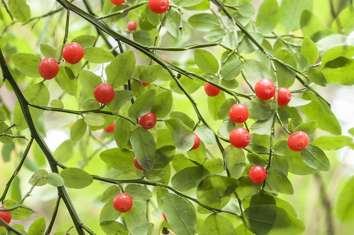 30 ARÁNDANOS ROJOS Vaccinium Parvifolium, también conocido como Arándano Rojo y Arándano Rojo, Baya de Flor Rosa, Fruto Comestible, Arbusto, Semillas
