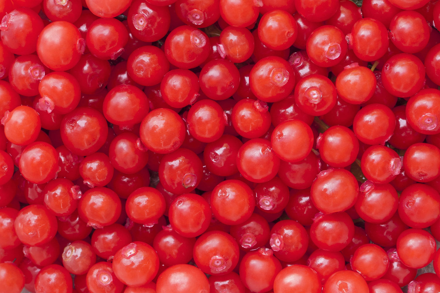 30 ARÁNDANOS ROJOS Vaccinium Parvifolium, también conocido como Arándano Rojo y Arándano Rojo, Baya de Flor Rosa, Fruto Comestible, Arbusto, Semillas