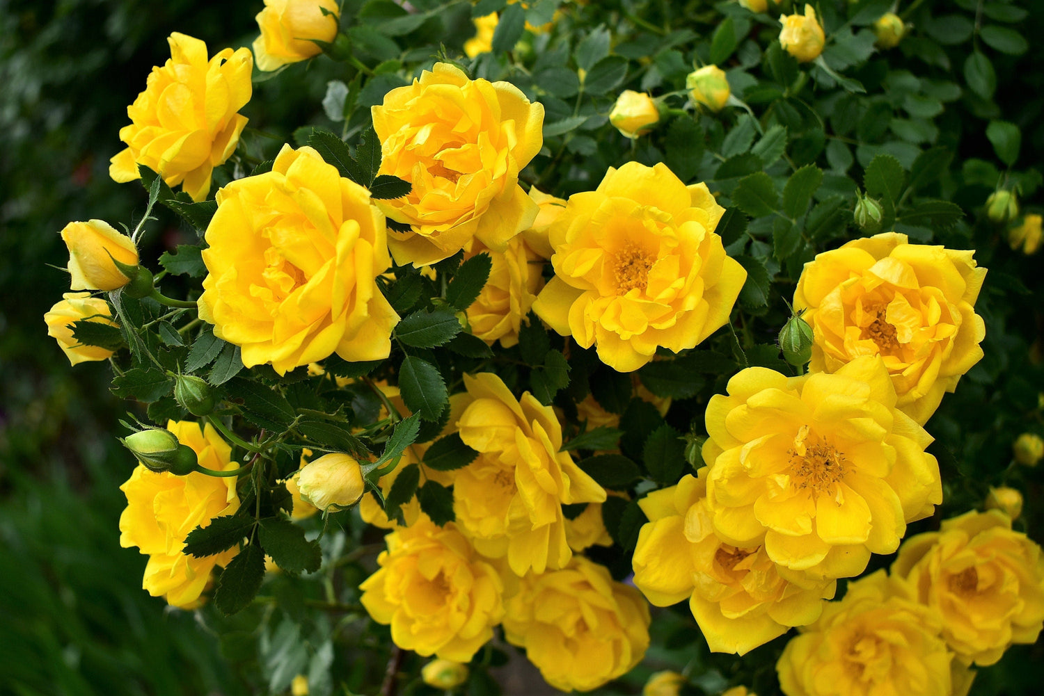 5 semillas de rosal trepador amarillo, arbusto de rosa, trepador, flor de mariposa fragante