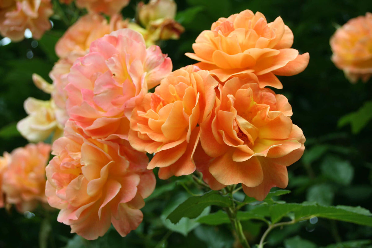 5 semillas de rosal trepador naranja, arbusto de rosa trepador, flor de mariposa fragante