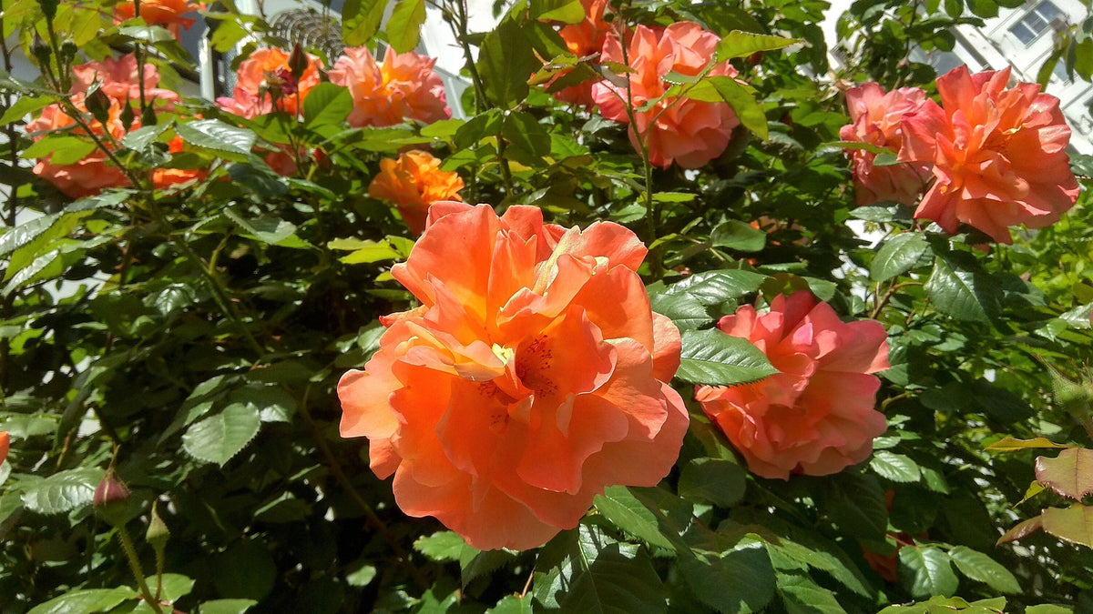 5 semillas de rosal trepador naranja, arbusto de rosa trepador, flor de mariposa fragante