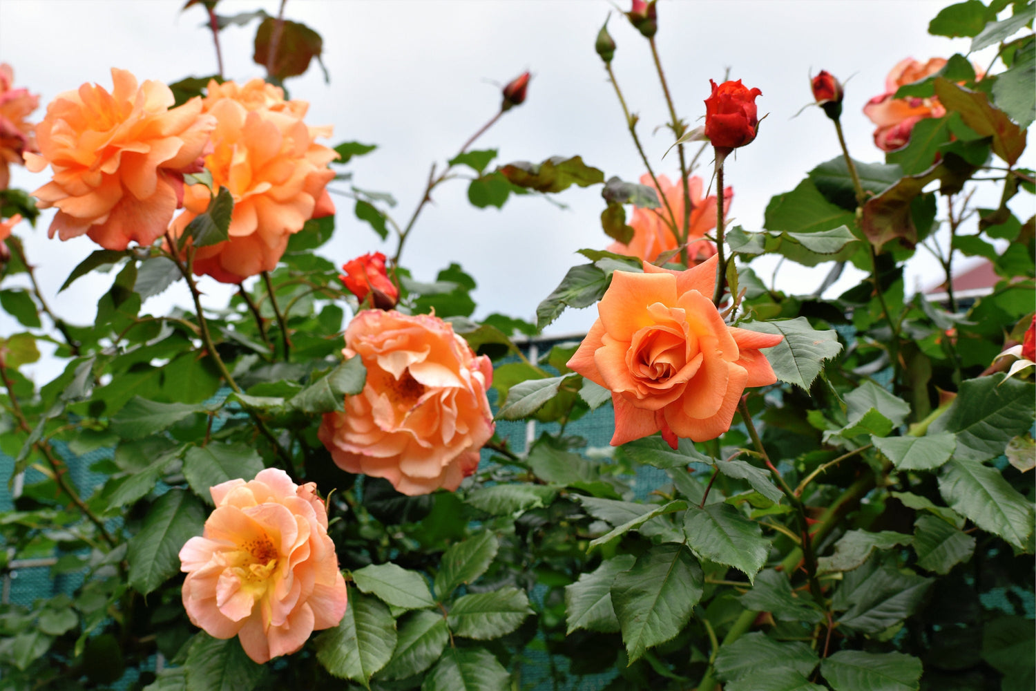 5 semillas de rosal trepador naranja, arbusto de rosa trepador, flor de mariposa fragante