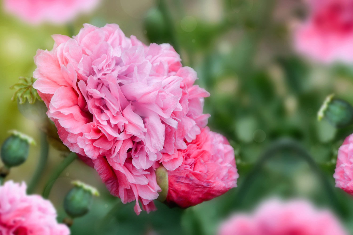300 semillas orgánicas de flor de amapola rosa peonía (Papaver peoniflorum)