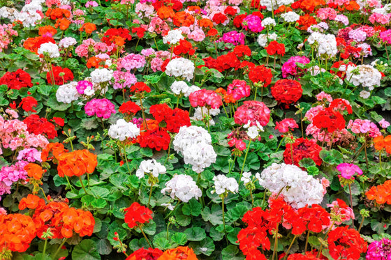 10 COLORES MIXTOS GERANIO Pelargonium Zonale Semillas de flores rosa, morado, blanco, rojo y salmón