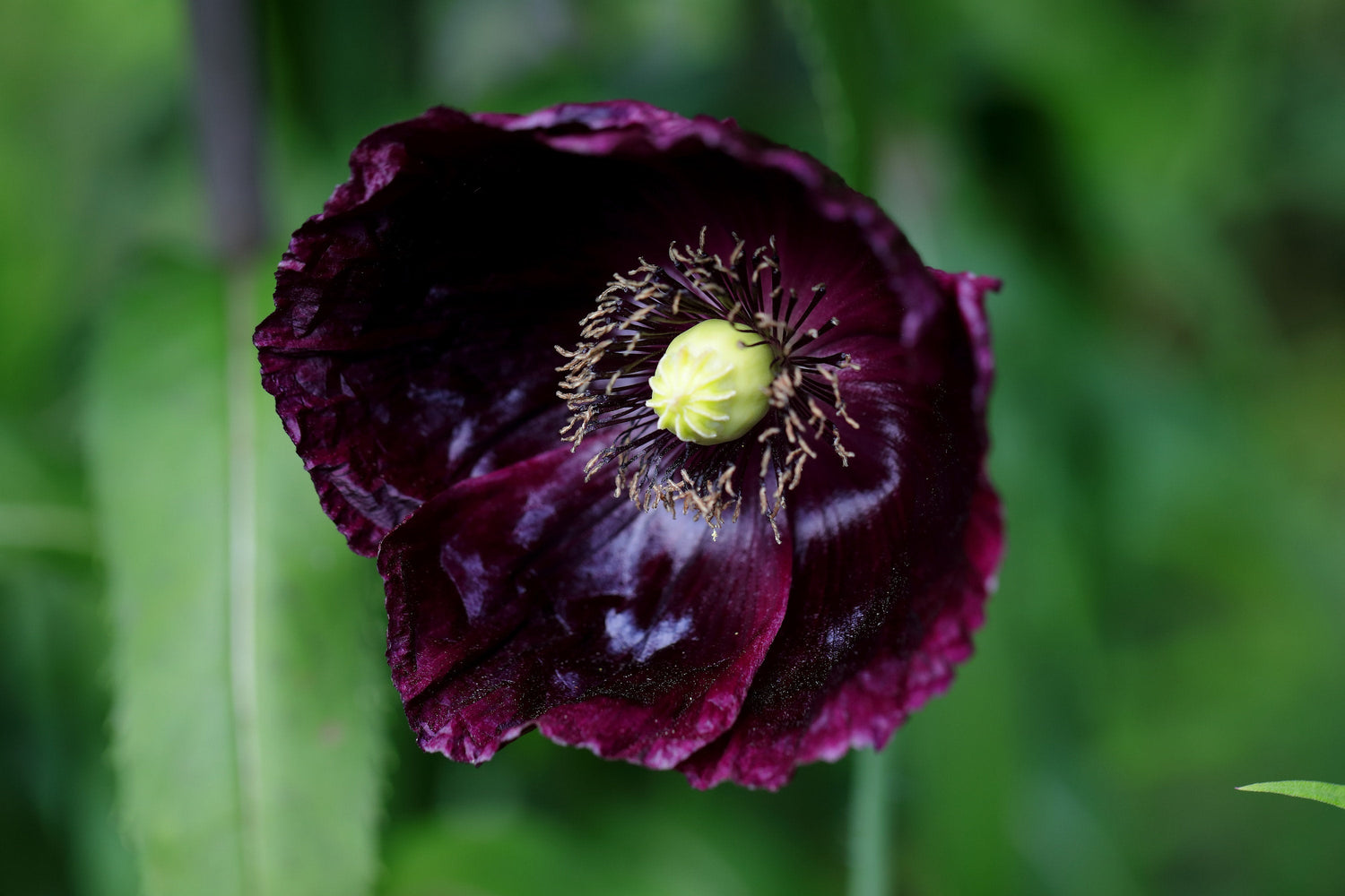 250 semillas orgánicas de amapola AFTER MIDNIGHT, color morado oscuro, casi negro, de Papaver somniferum