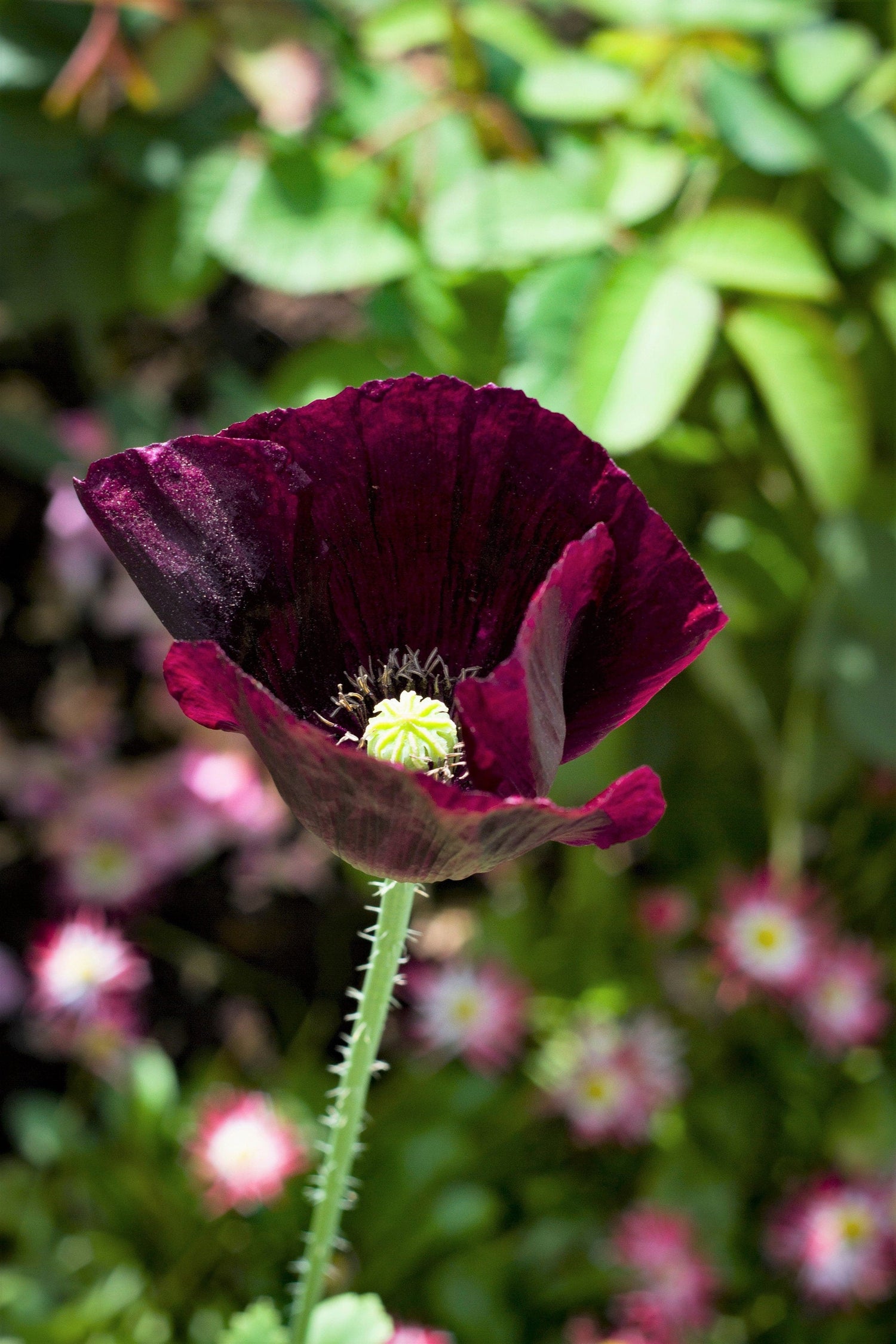 250 semillas orgánicas de amapola AFTER MIDNIGHT, color morado oscuro, casi negro, de Papaver somniferum