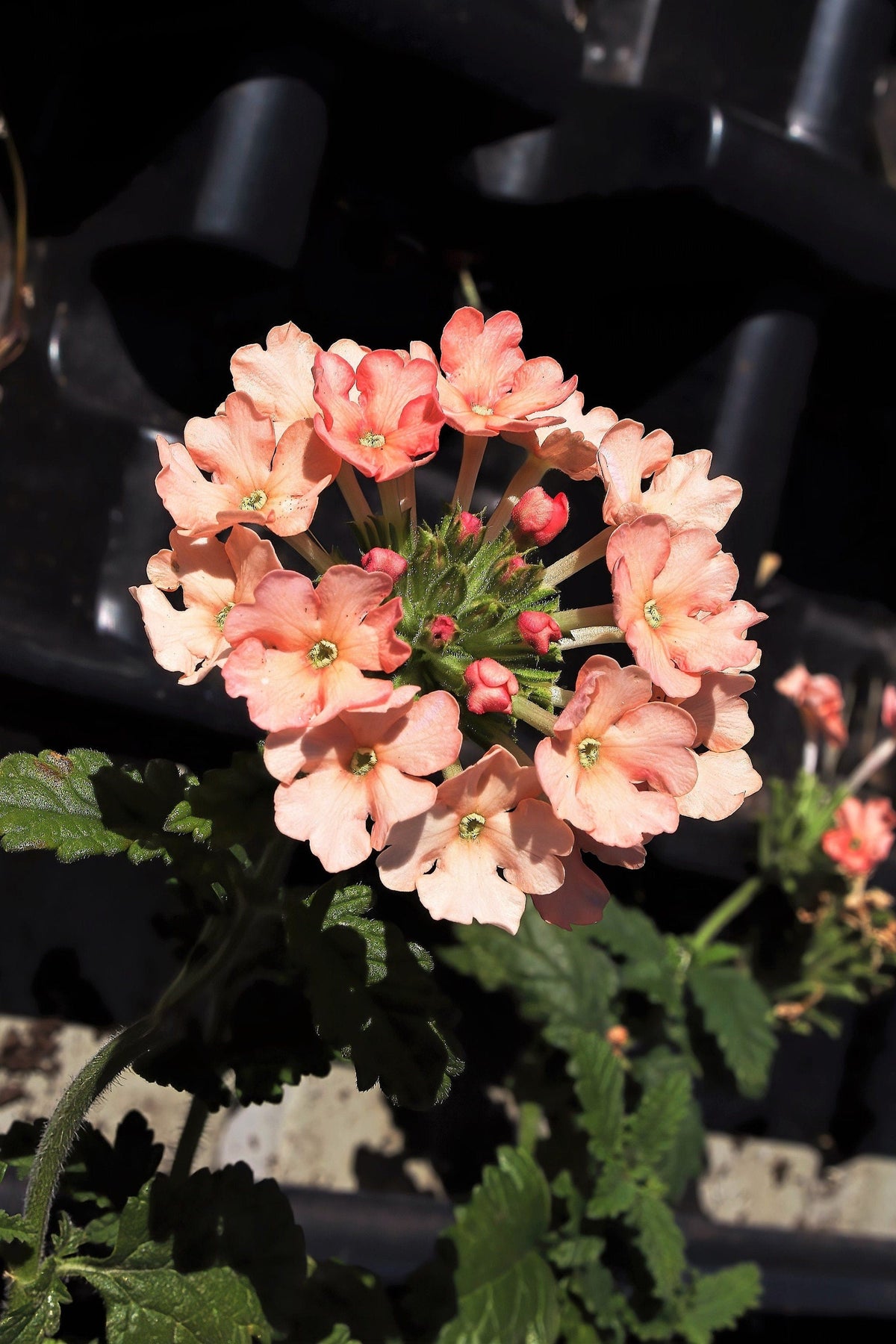 50 semillas de verbena de albaricoque enana Nana Compacta, flor de mariposa fragante